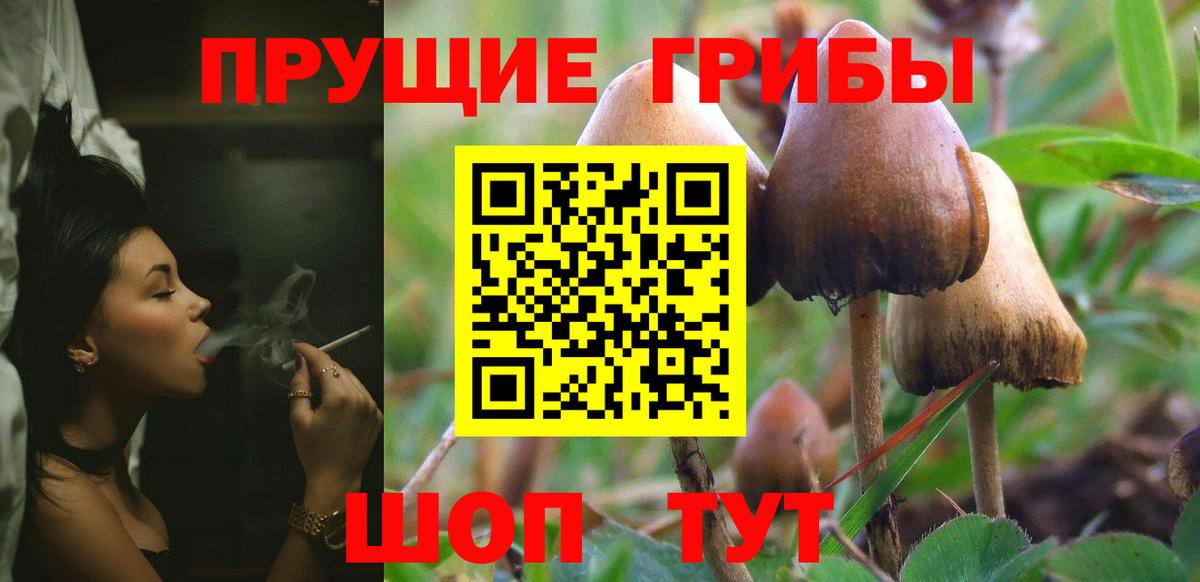 Сертолово  Псилоцибиновые грибы мухоморы  Вход с VPN 